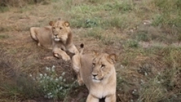 Tabliczki „biwakujesz na własną odpowiedzialność” stanowią regułę ostrzeżeń przed dziką zwierzyną w miejscach sprzyjających postojom - zdjęcie 11